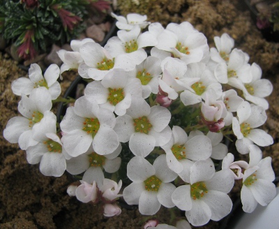 Saxifraga 'Tenerife'
